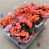 BEGONIA 13 CM APRICOS GUSTAVSHILL 1X6